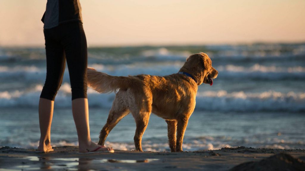 Dog Friendly Hotel Tresaith West Wales - Bryn Berwyn