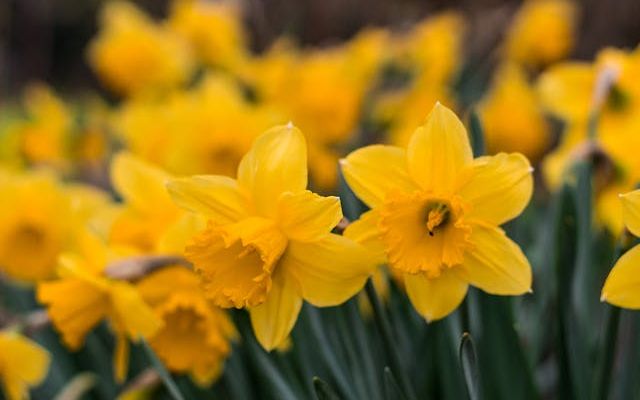 Daffodils St Davids Day - Bryn Berwyn